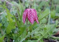 Fleurs sur le terrain de Graines de nature