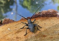 Le terrain de Graines de nature est idéal pour observer la biodiversité tel que ce capricorne.
